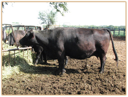 6A10 Lazy G Jade Thumbnail