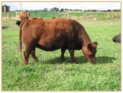 7D25 Lazy G Cleo 7B26 7D25