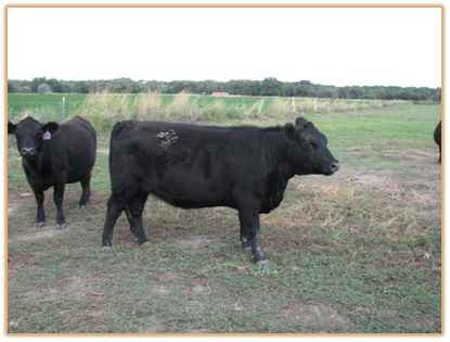 7E32 Lazy G Susan 7E32 Thumbnail