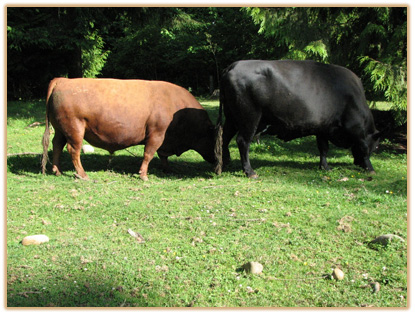 W 207 Lazy G Red Label Thumbnail