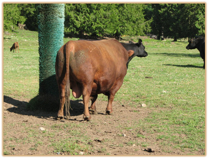 W 207 Lazy G Red Label Thumbnail