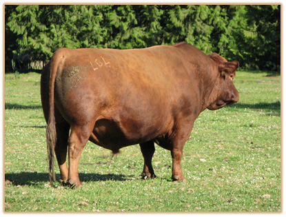 W 207 Lazy G Red Label Thumbnail