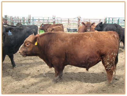 2J1 Lazy G Rubicon Thumbnail