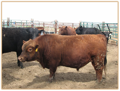 2J1 Lazy G Rubicon Thumbnail