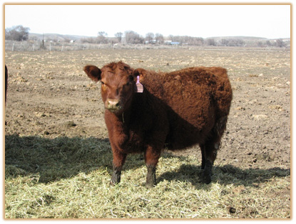 6M37 Lazy G Sadie S7 6M37