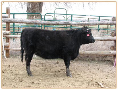 3M12 Lazy G Maddy 5B17 3M12