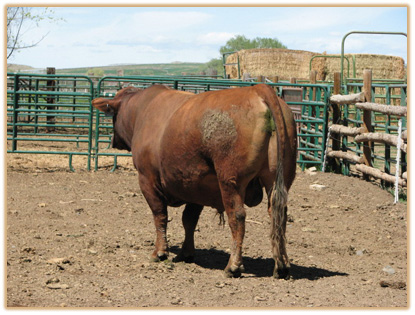 4E15 Lazy G Renegade Thumbnail