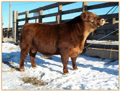 Lazy G Red by Design (Rudy) Thumbnail