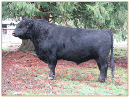 5B18 Lazy G Undercover Red Thumbnail