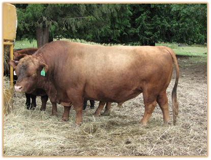 U25 Lazy G Infra-Red Thumbnail