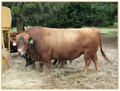 U25 Lazy G Infra-Red Thumbnail