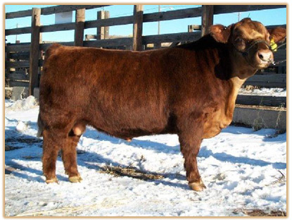 Lazy G Red by Design (Rudy) Thumbnail