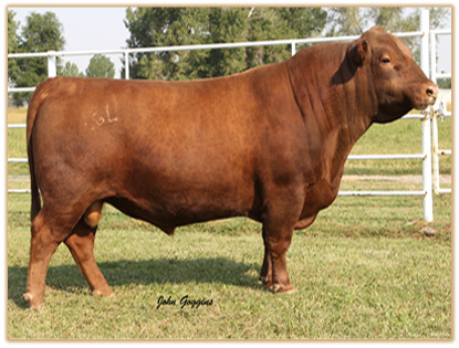 Lazy G Red by Design (Rudy)