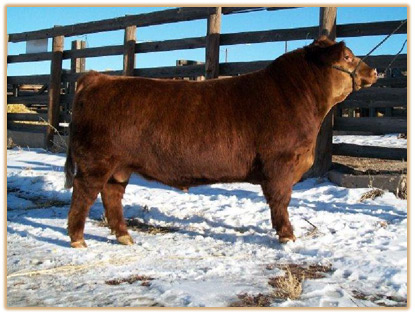 Lazy G Red by Design (Rudy) Thumbnail